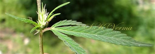  Female Branch